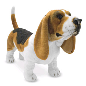 gumtree basset hound